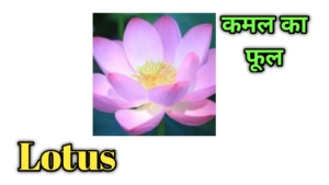 flowers name in Hindi