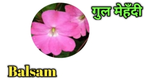 flowers name in Hindi