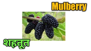 fruits name in hindi 