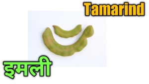 fruits name in hindi pdf download